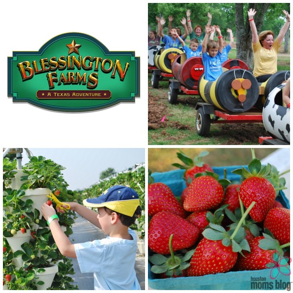 Blessington Farms