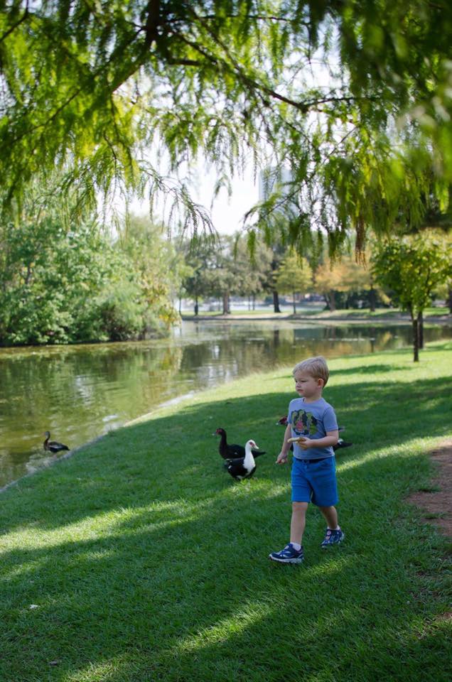 A child near ducks at a pond. 