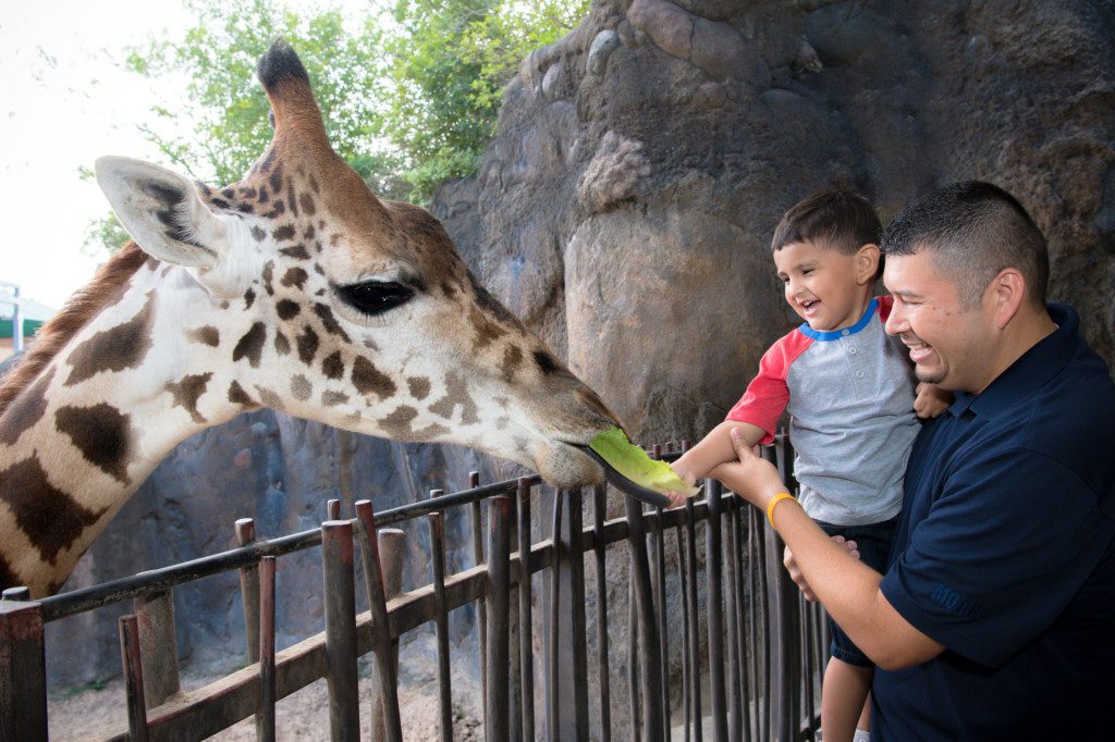 Giraffe feeding at the Houston Zoo