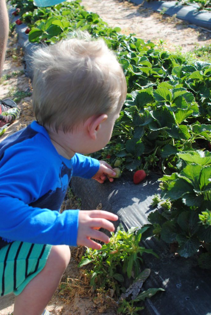 A young child picking strawberries. 