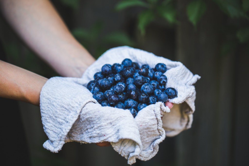 A person holding a cloth full of blueberries. 