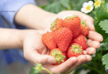 hands holding strawberries