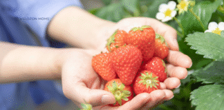 Houston Area Guide to Fruit Picking hands holding strawberries