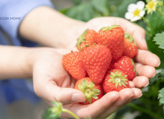 Houston Area Guide to Fruit Picking hands holding strawberries