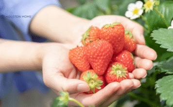 hands holding strawberries