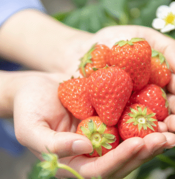 Houston Area Guide to Fruit Picking hands holding strawberries