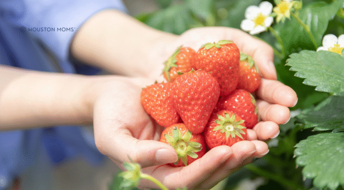 Houston Area Guide to Fruit Picking hands holding strawberries
