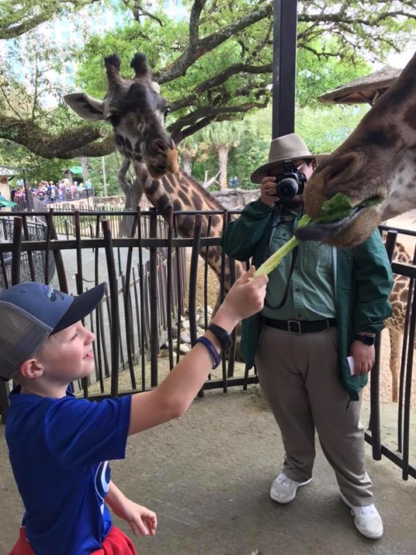 zoo feeding giraffe