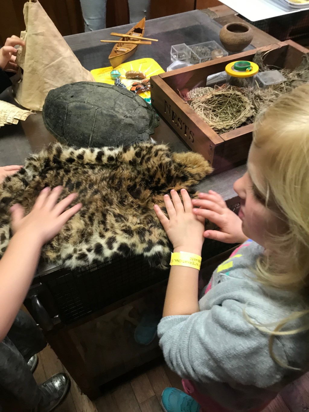 Two children touching a spotted pelt at a table with various natural objects. 
