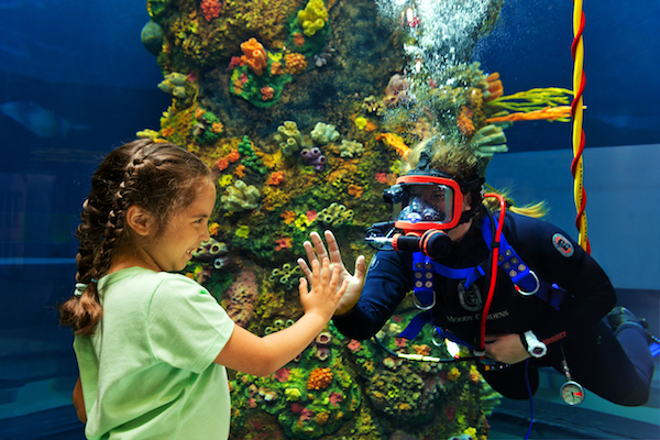 A child placing her hand against a diver's hand who is inside an aquarium. 