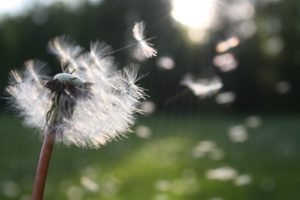Winds of change with dandelion