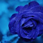 beauty-bloom-blue-67636