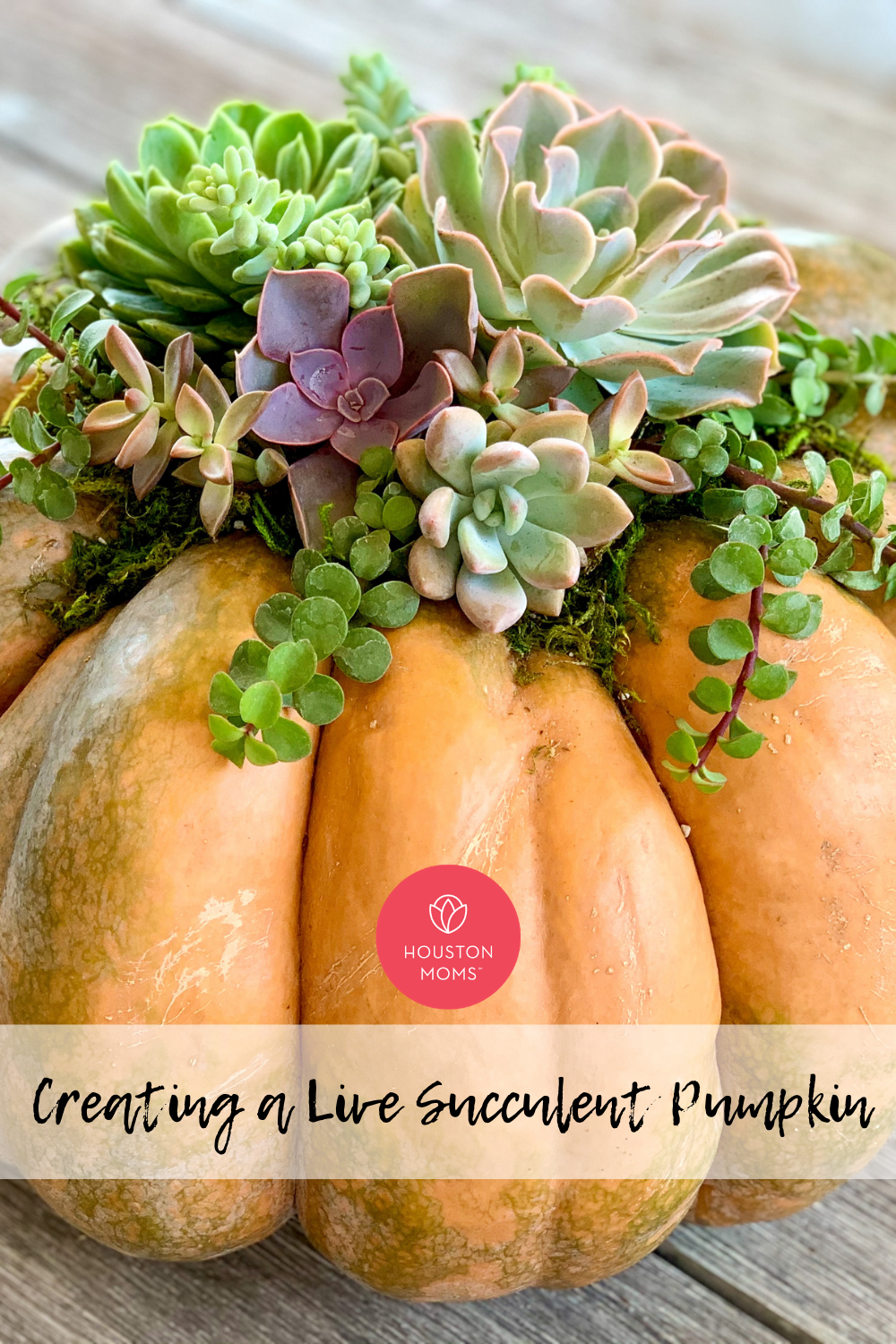 Houston Moms "Creating a Live Succulent Pumpkin" #houstonmoms #houstonmomsblog #momsaroundhouston
