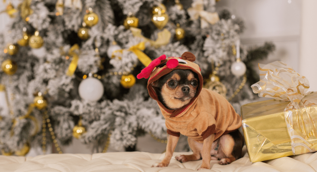 little dog in reindeer costume under a Christmas tree