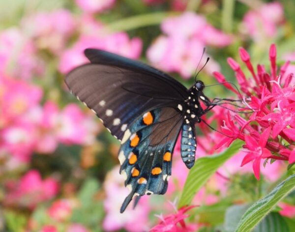 Building a Butterfly Garden with Your Kids