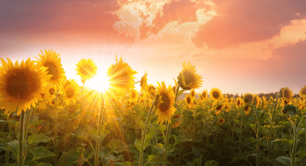 Sunflower field with sun shining through