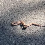 Copperhead