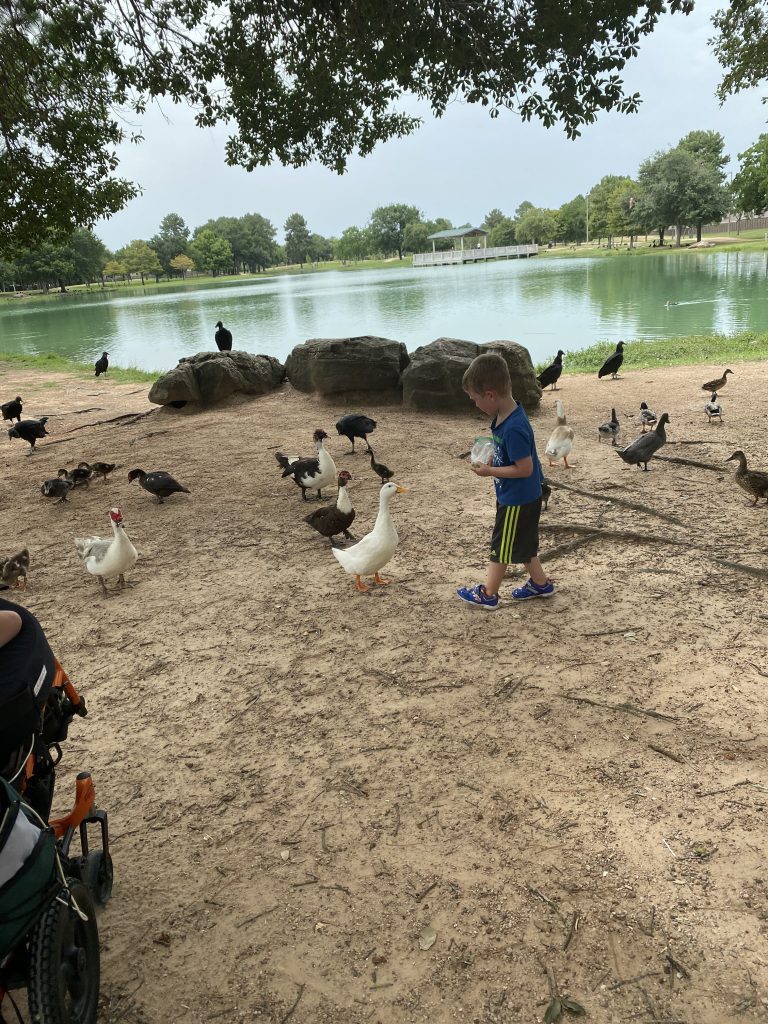 A young child feeding ducks next to a pond. 