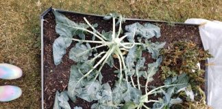Are All My Plants Dead? Tips on Caring for Your Yard After the Freeze