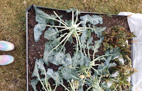 Are All My Plants Dead? Tips on Caring for Your Yard After the Freeze
