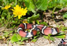 A snake with red, black, white, black, red vertical markings.