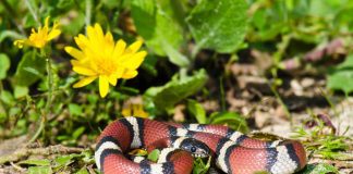 A snake with red, black, white, black, red vertical markings.