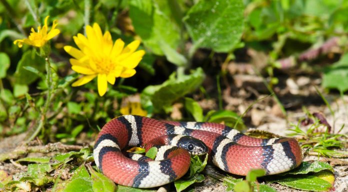 A snake with red, black, white, black, red vertical markings.
