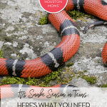 Snake Season Pinterest
