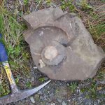 fossil-2312_640