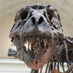 tyrannosaurus-447801_1920