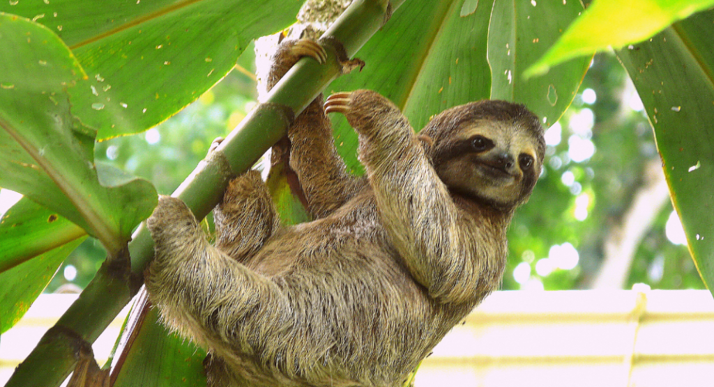 sloth hanging from tree branch