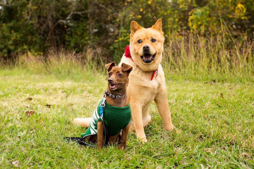 two dogs pose in holiday clothes