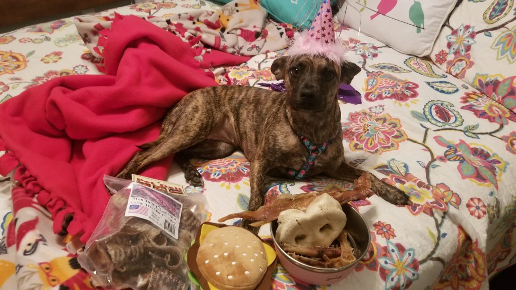 dog surrounded by treats and toys