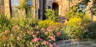 How to Greet Spring in the Garden