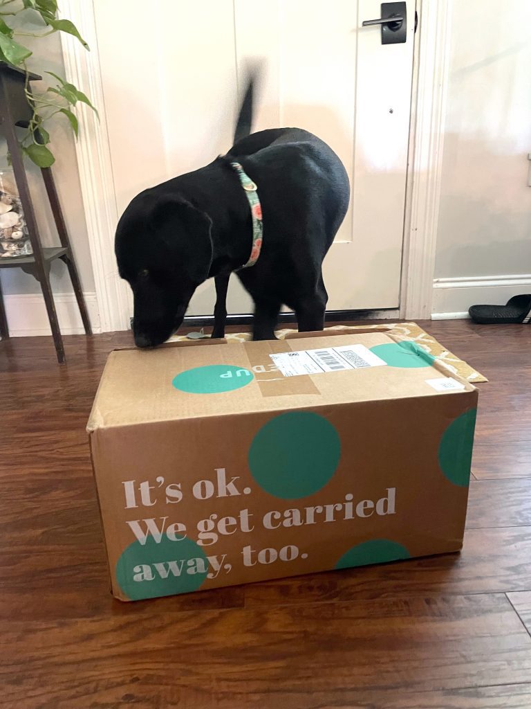 black dog sniffing a thredUP box