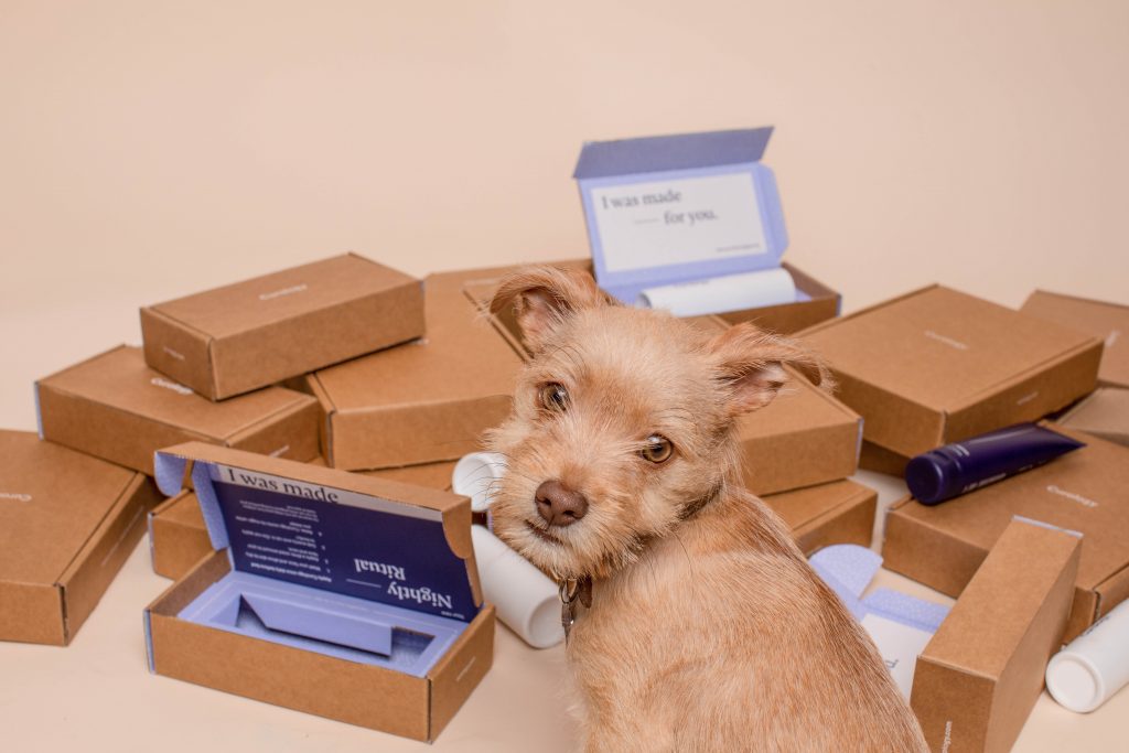 dog surrounded by cardboard boxes