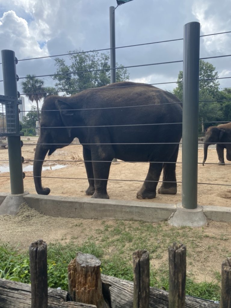 elephant at Houston Zoo