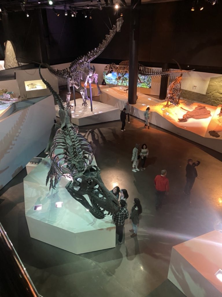 dinosaur exhibit at museum