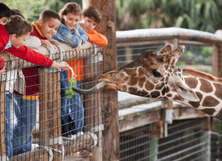 kids at zoo feed giraffe