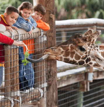 kids at zoo feed giraffe