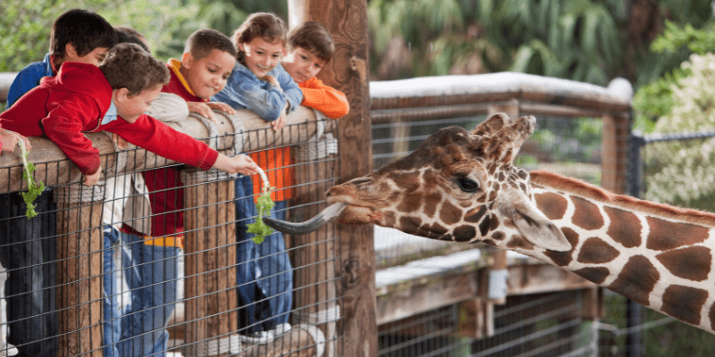 kids at zoo feeding giraffe