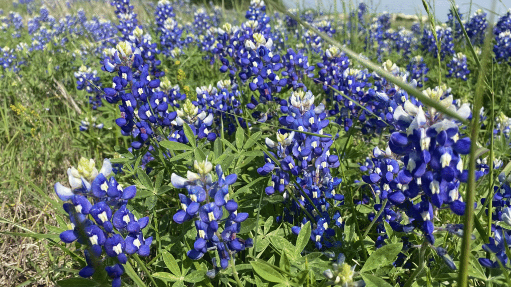 Field of bluebonnets near Brenham