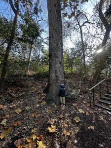 boy standing next to tree