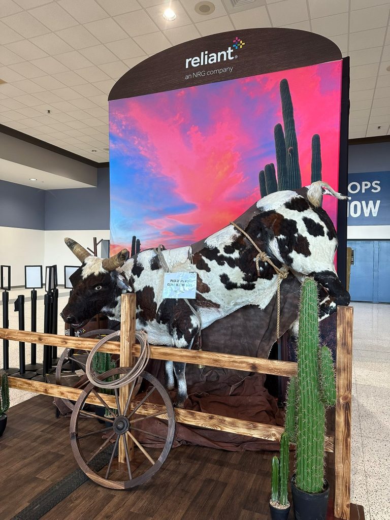 cow picture