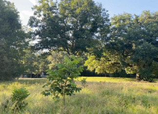 Where to See Fall Foliage in Houston Right Now