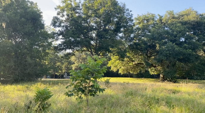 Where to See Fall Foliage in Houston Right Now