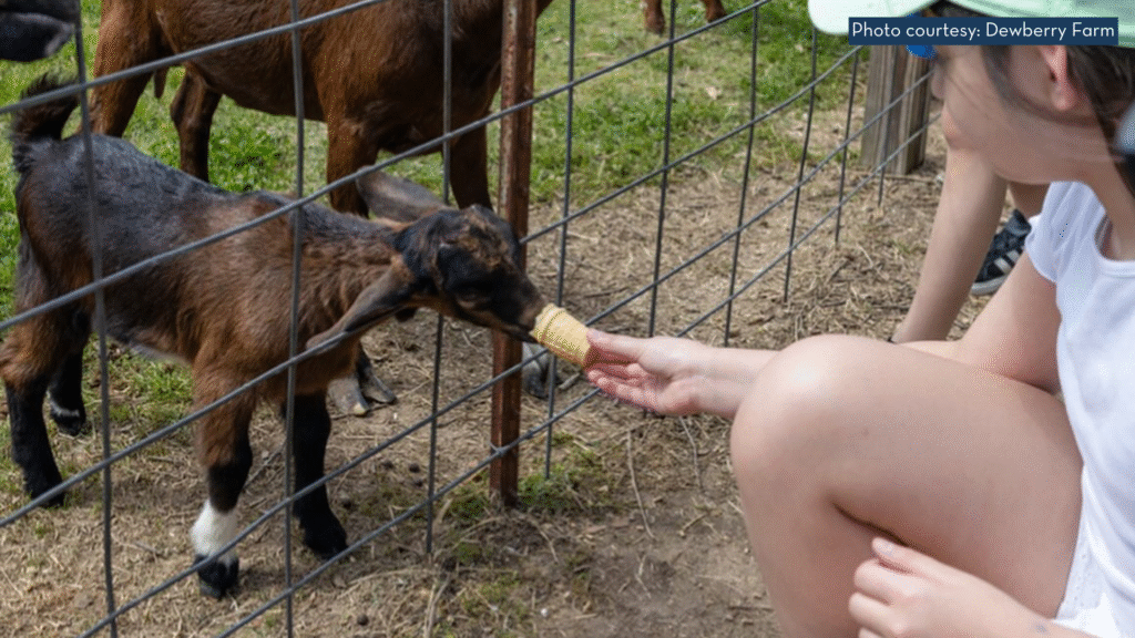 Dewberry Farm