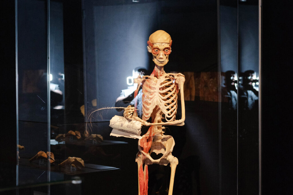 skeleton