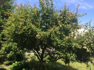 large, wide tree