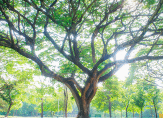 The Consequences of Pregnancy: Stop-Start-Continue large tree with wide branches